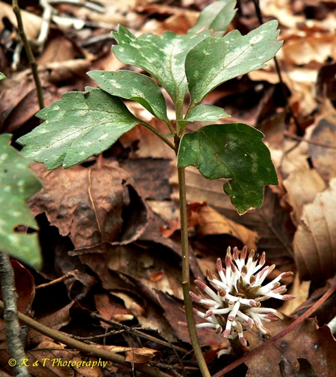 {Pachysandra procumbens}